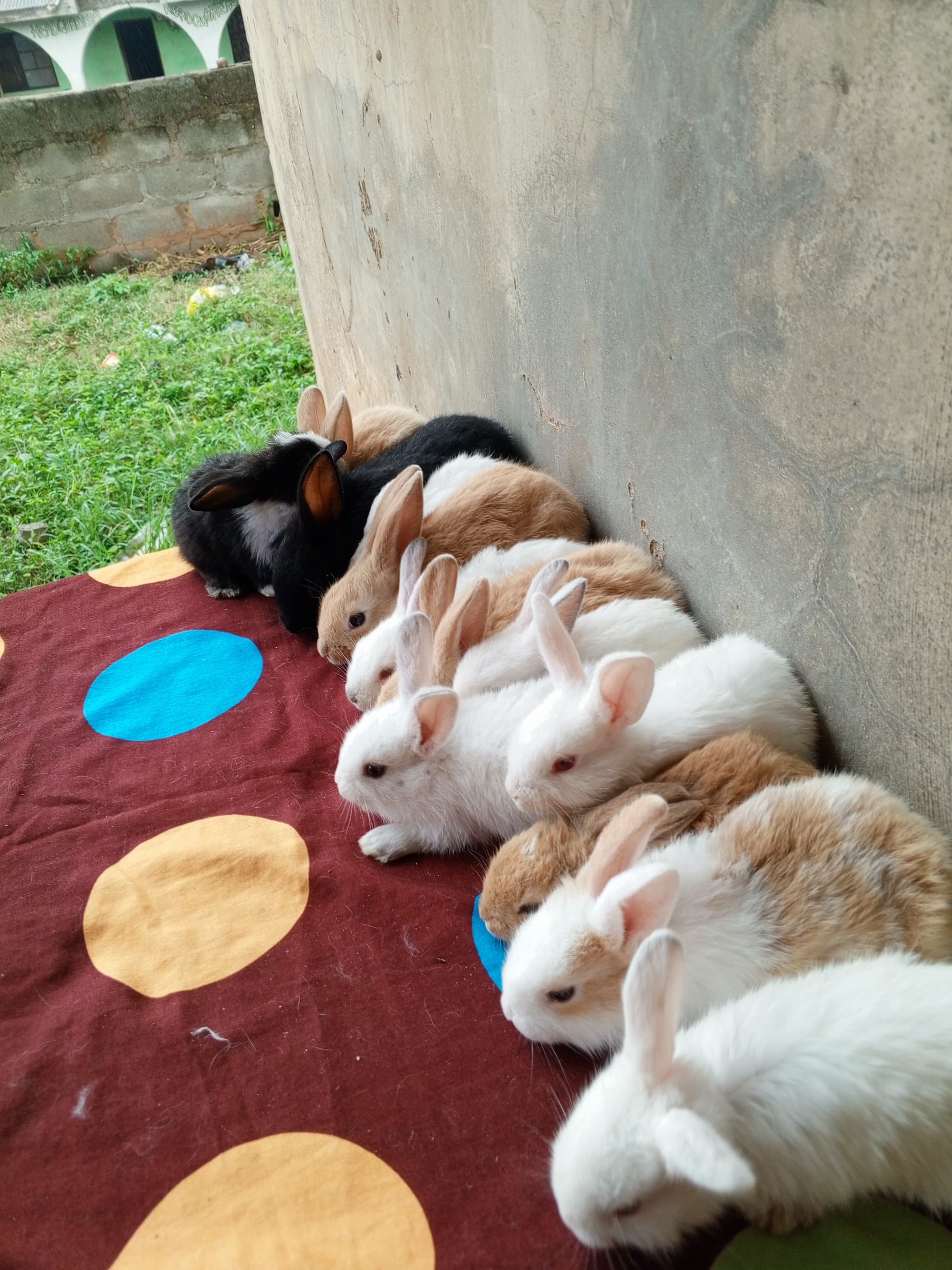 Rabbits