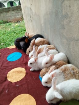 Rabbits