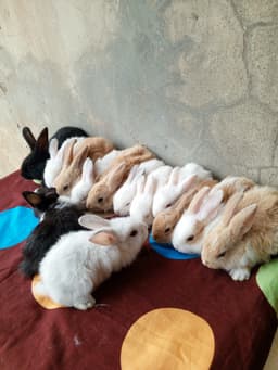 Rabbits