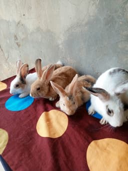 Rabbits